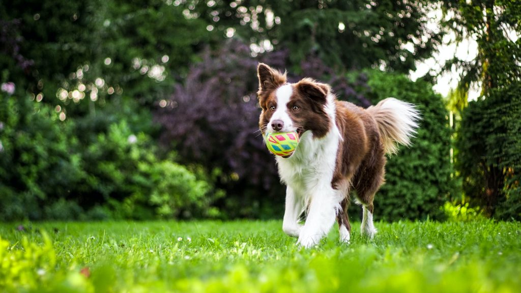 shepherd playing fetch