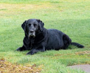 old lab in grass