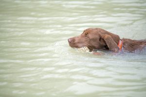 dog swimming