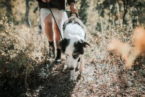 walking a senior dog