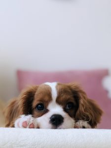 vestibular disease in dogs