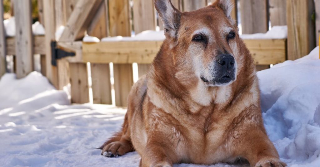 adopting a senior dog benefits drawbacks