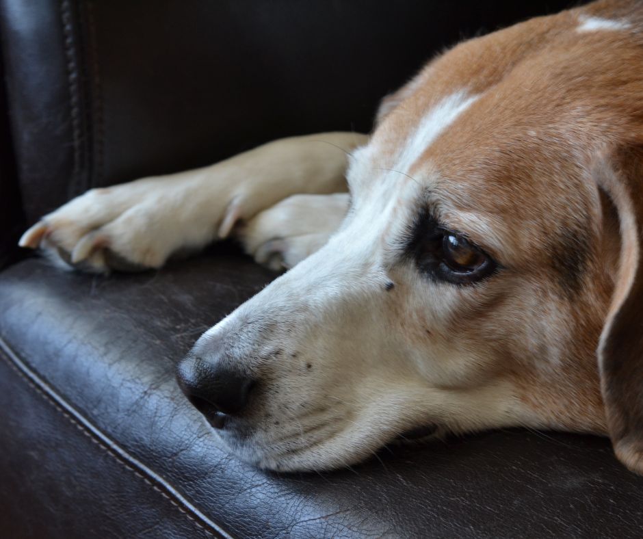 HHHHHMM Quality of Life Scale.