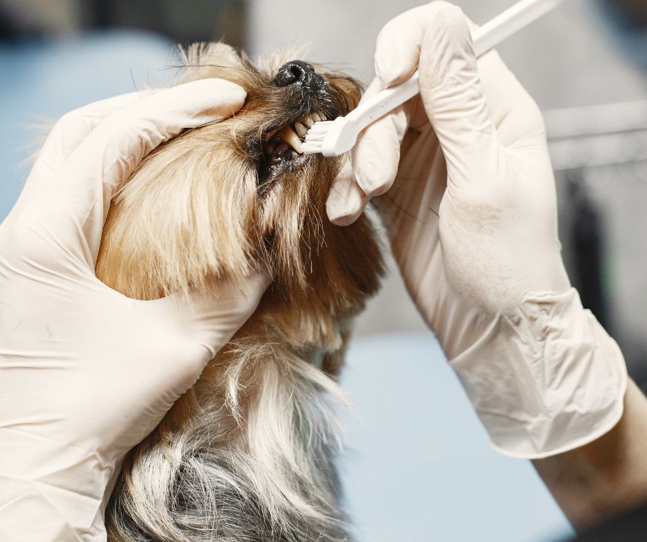 dog having his teeth brushed to help prevent this common health issues in senior dogs