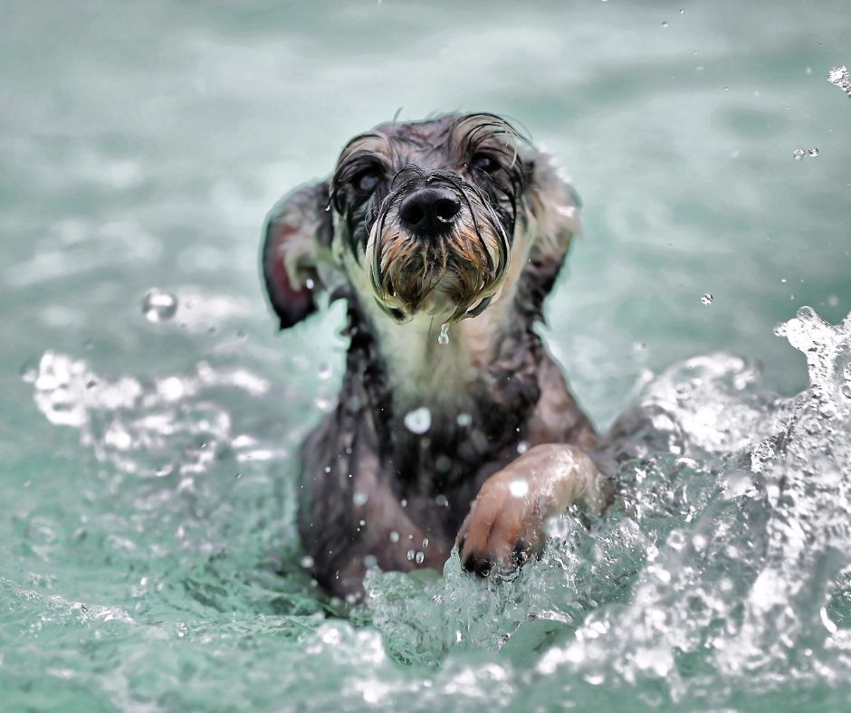 senior dog healthy exercise